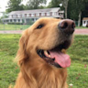 Meet your Posher, Yoshino